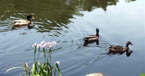 The Fascinating rituals of Buck Garden Mallards: Sacred Ceremonies of their Magical World